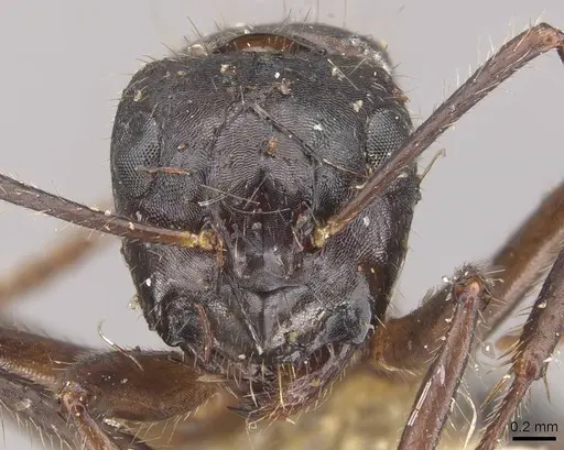 Camponotus evae - CASENT0910378
