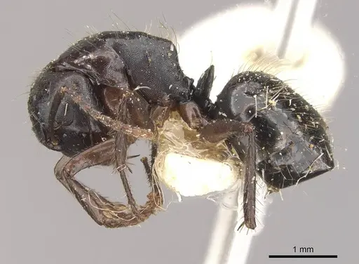 Camponotus evae - CASENT0910378