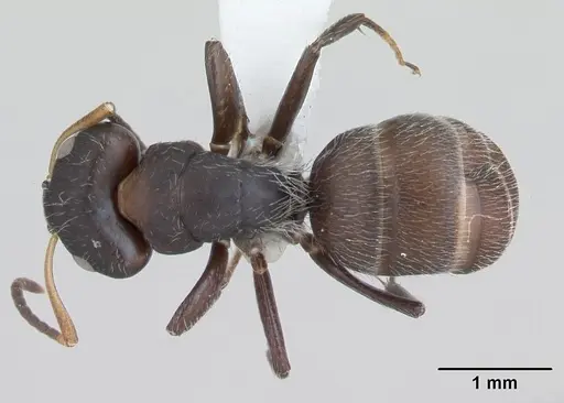 Camponotus excisus specimen