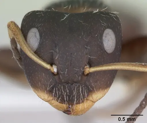 Camponotus excisus specimen