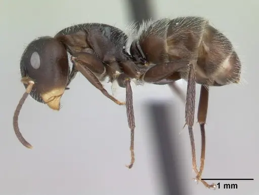Camponotus excisus specimen