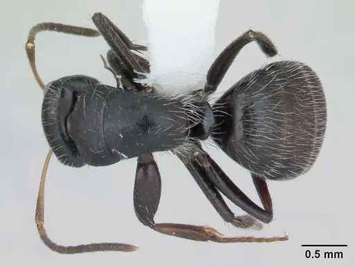 Camponotus excisus - CASENT0173415