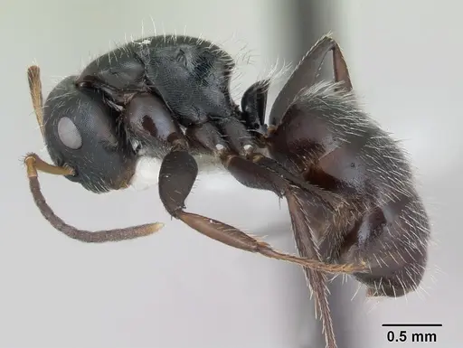 Camponotus excisus - CASENT0173415