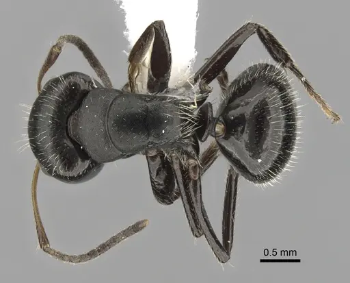 Camponotus excisus - CASENT0280104