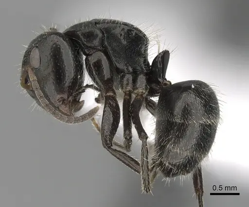 Camponotus excisus - CASENT0280104
