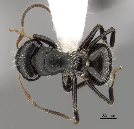 Camponotus excisus - CASENT0280131