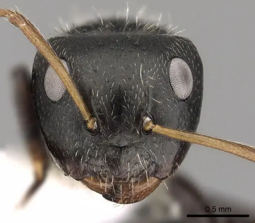 Camponotus excisus - CASENT0280131