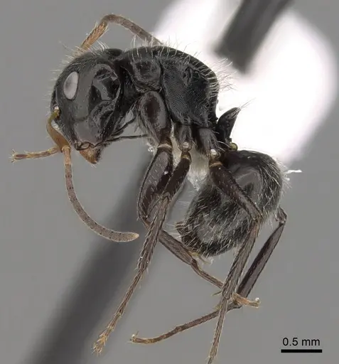 Camponotus excisus - CASENT0280131
