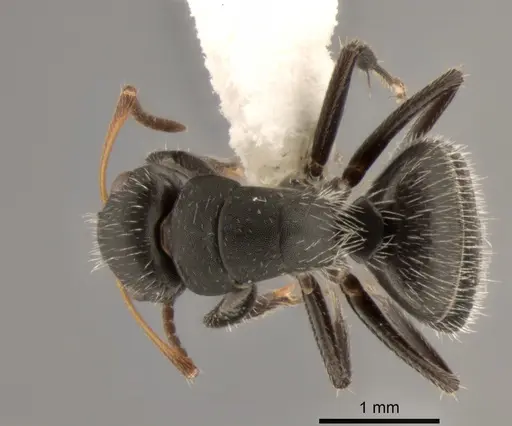 Camponotus excisus - CASENT0882310