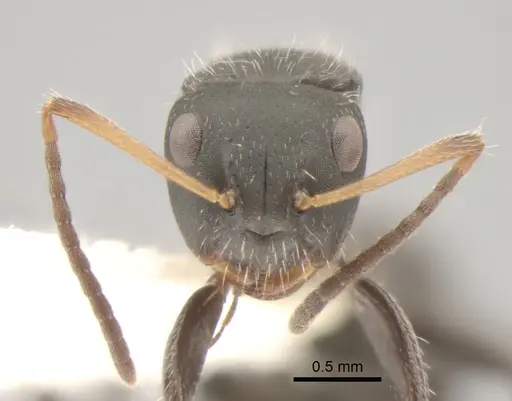 Camponotus excisus - CASENT0882310