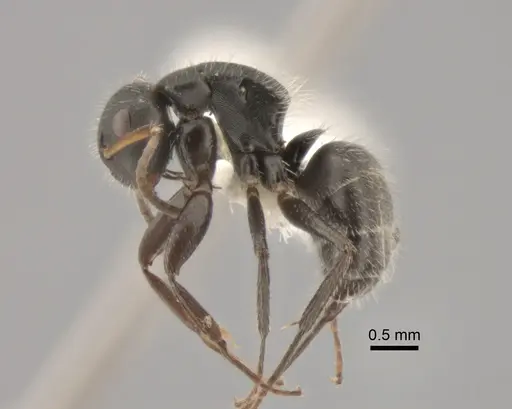 Camponotus excisus - CASENT0882310