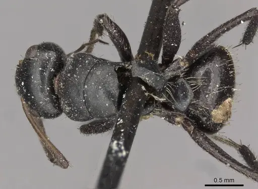 Camponotus excisus - CASENT0910697