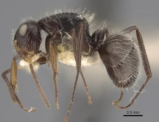 Camponotus excisus - CASENT0923531