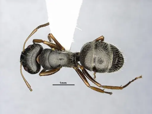 Camponotus excisus - CASENT4032232