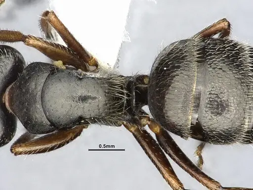 Camponotus excisus - CASENT4032232