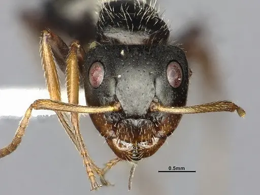 Camponotus excisus - CASENT4032232