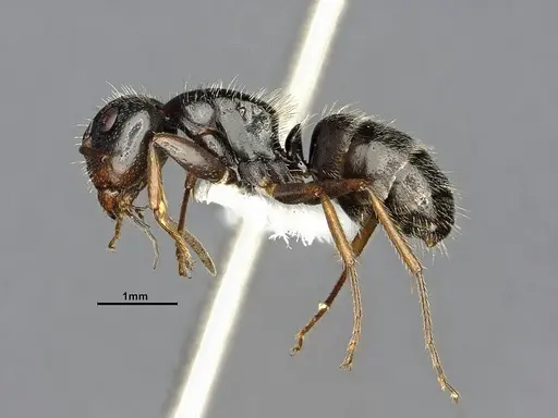 Camponotus excisus - CASENT4032232