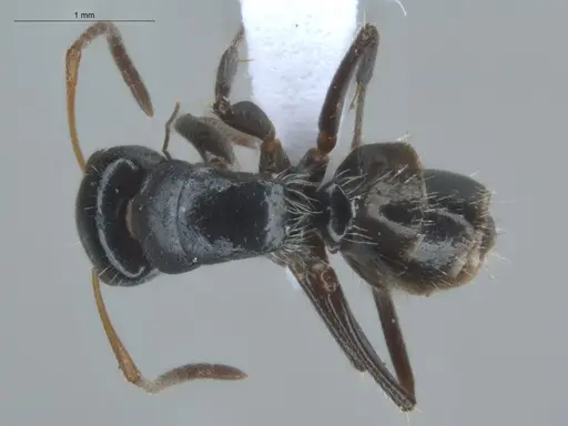 Camponotus excisus - ECOFOG-IT14-0813-52