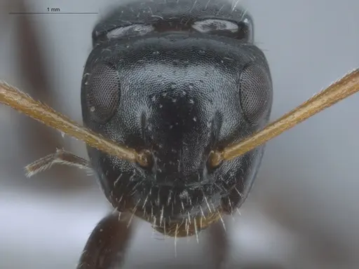 Camponotus excisus - ECOFOG-IT14-0813-52