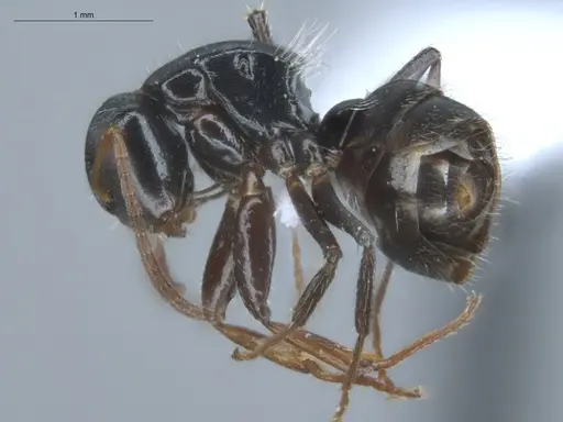 Camponotus excisus - ECOFOG-IT14-0813-52