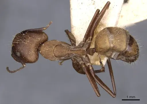 Camponotus exiguoguttatus specimen
