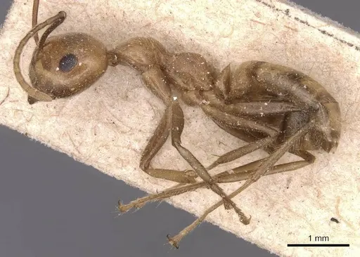 Camponotus exsectus specimen