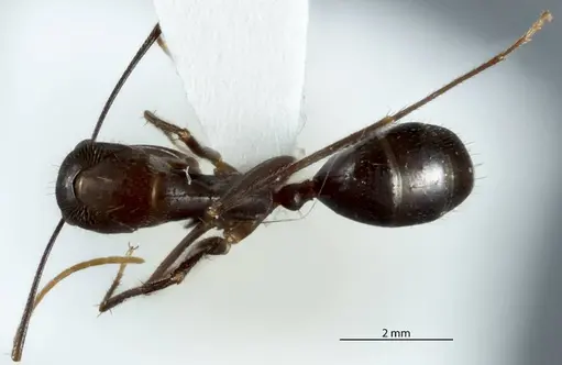 Camponotus extensus specimen