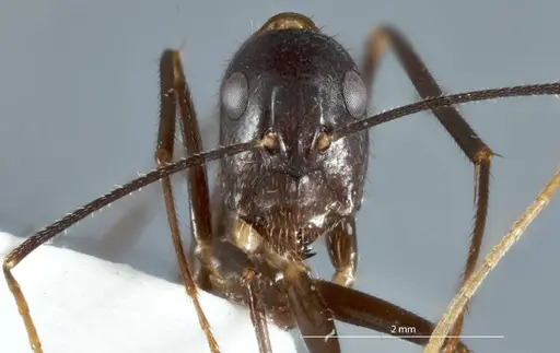 Camponotus extensus specimen