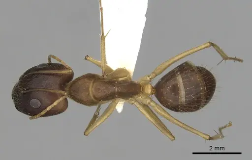 Camponotus extensus - CASENT0280219