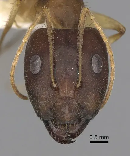 Camponotus extensus - CASENT0280219