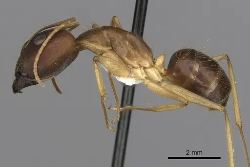 Camponotus extensus - CASENT0280219