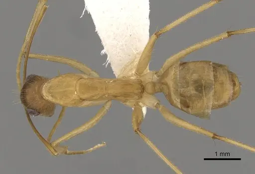 Camponotus extensus - CASENT0280220