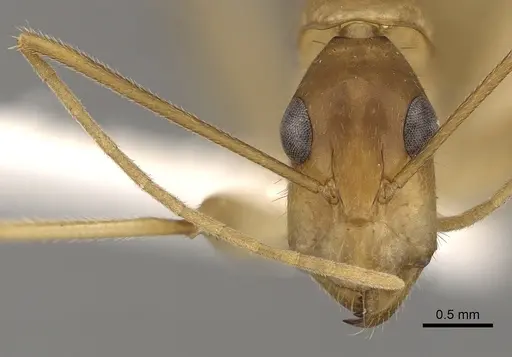 Camponotus extensus - CASENT0280220