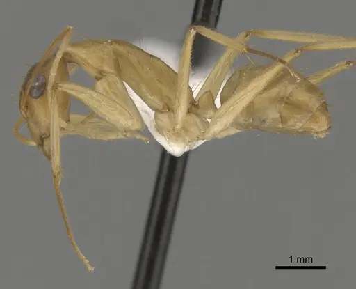 Camponotus extensus - CASENT0280220