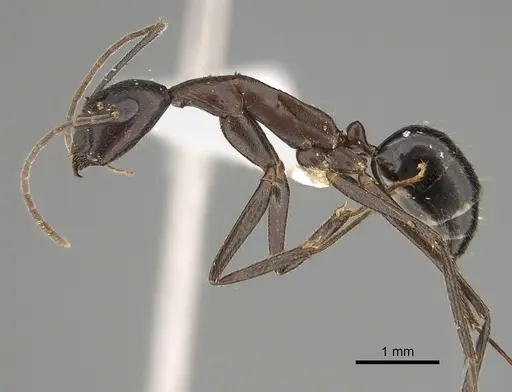 Camponotus extensus - CASENT0887739