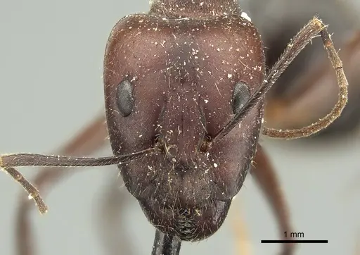 Camponotus extensus - CASENT0915758