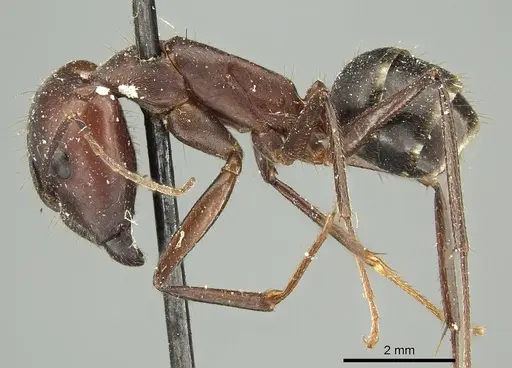 Camponotus extensus - CASENT0915758