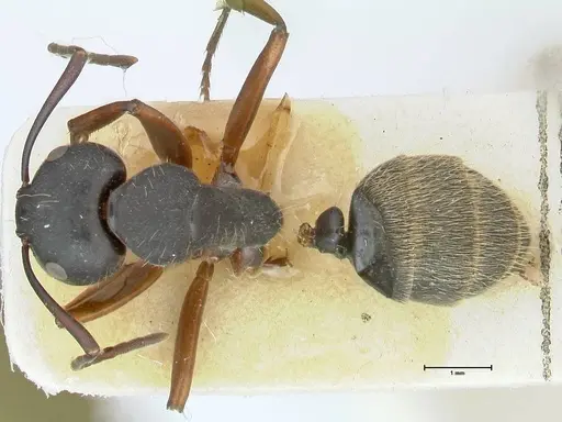 Camponotus ezotus specimen