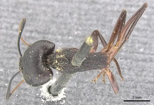 Camponotus fabricator specimen