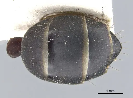 Camponotus fabricator specimen