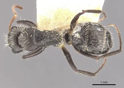 Camponotus falco specimen