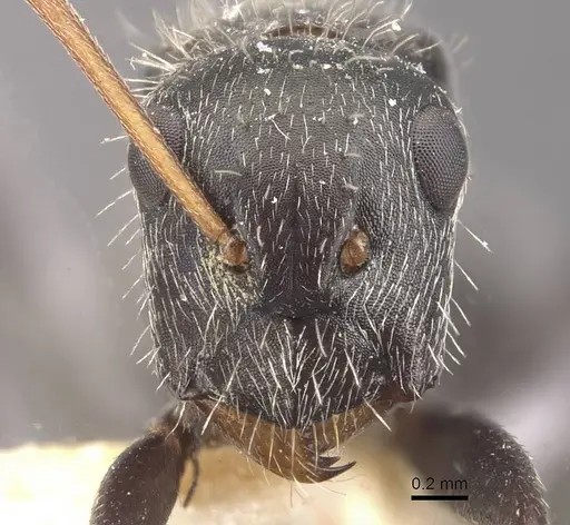 Camponotus falco specimen