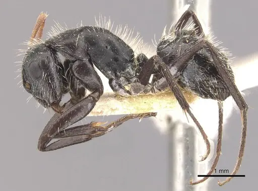 Camponotus falco specimen