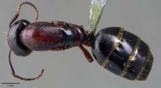 Camponotus fallax specimen