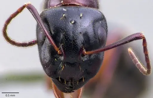 Camponotus fallax specimen