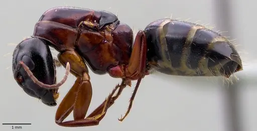 Camponotus fallax specimen