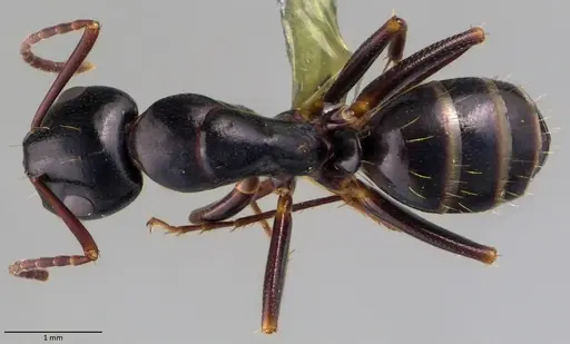 Camponotus fallax - ANTWEB1060054