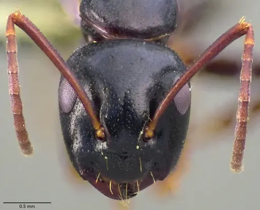 Camponotus fallax - ANTWEB1060054