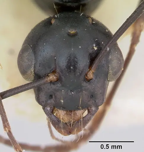 Camponotus fallax - CASENT0103341