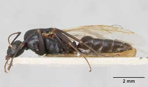 Camponotus fallax - CASENT0103341